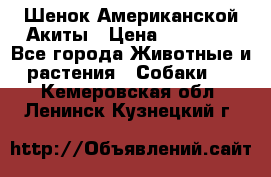 Шенок Американской Акиты › Цена ­ 35 000 - Все города Животные и растения » Собаки   . Кемеровская обл.,Ленинск-Кузнецкий г.